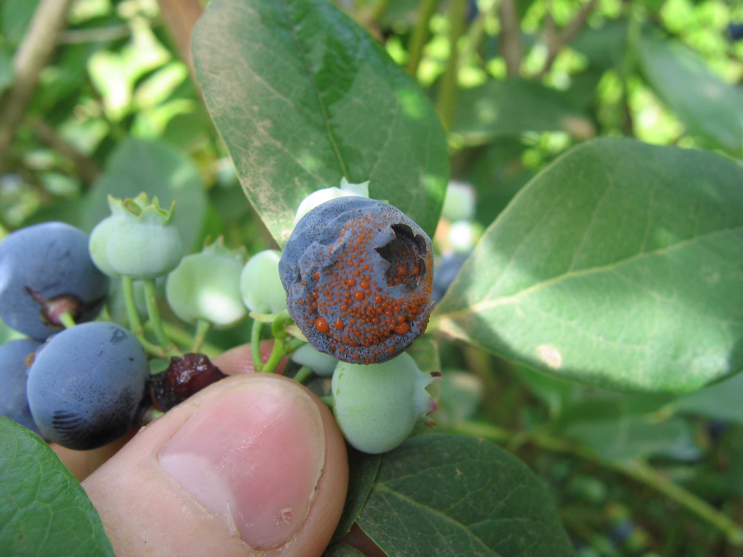 Anthracnose fruit rot